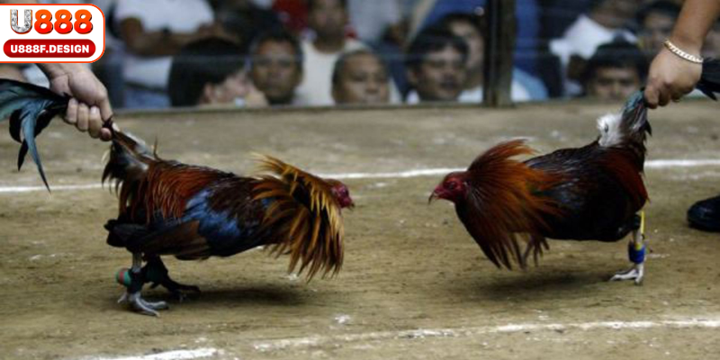 Đá gà cựa sắt - Kịch tính và tốc độ bùng nổ