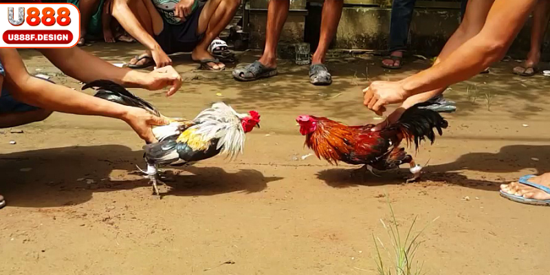 Đá gà Thomo - Điểm đến đẳng cấp quốc tế
