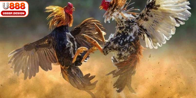 Kinh nghiệm tham gia đá gà U888 hiệu quả