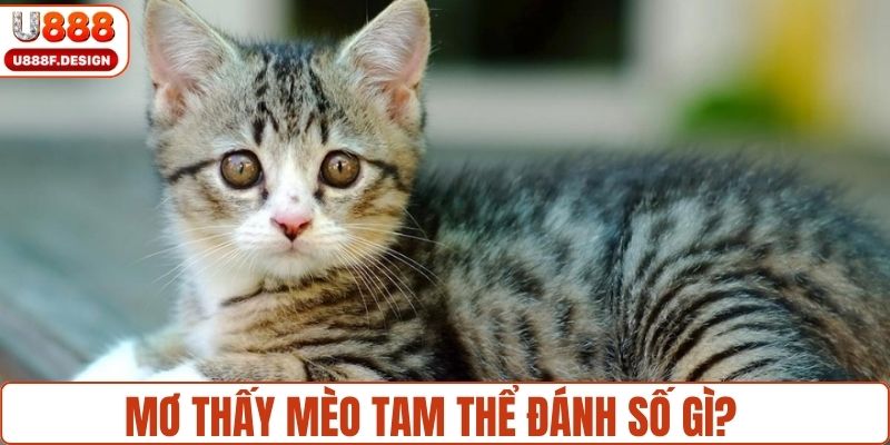 Mơ thấy có mèo tam thể nên đánh số gì?