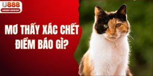 Mơ thấy mèo tam thể