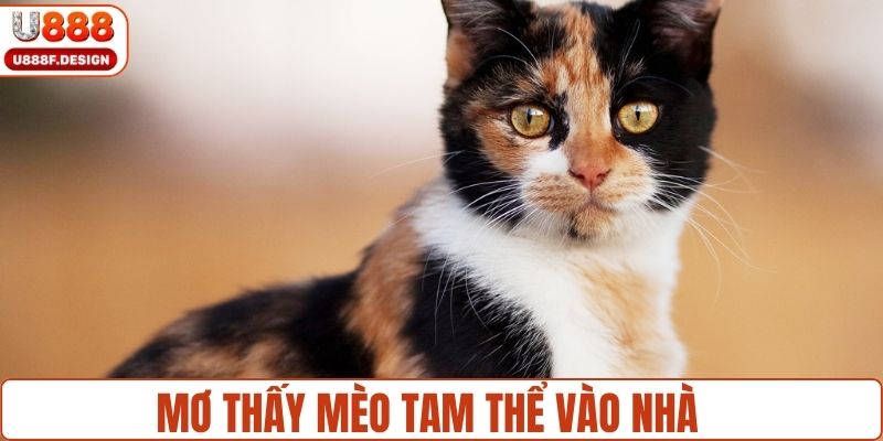 Mơ thấy có mèo tam thể vào trong nhà