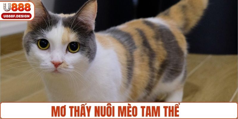 Mơ thấy đang nuôi mèo tam thể