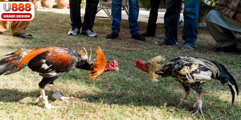 Ưu điểm nổi bật của sảnh đá gà tại nền tảng U888