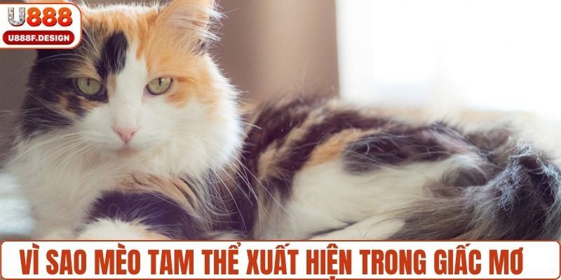 Vì sao mèo tam thể lại xuất hiện trong giấc mơ